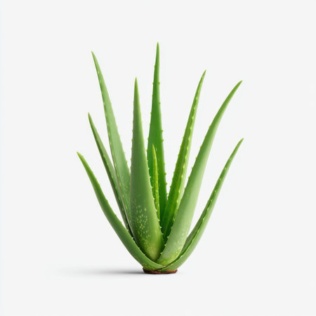 A stunning aloe vera plant displaying its lush green leaves against a clean background, perfect for themes of wellness, health, and natural beauty in photography.の素材