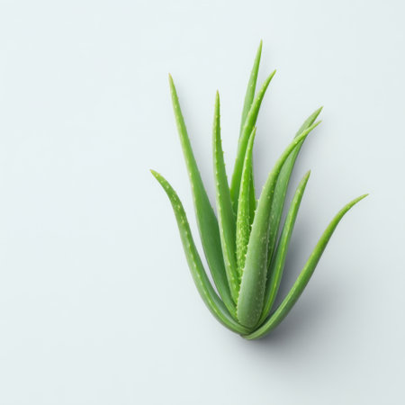 A fresh aloe vera plant stands tall against a soft blue background, symbolizing wellness and natural beauty. Perfect for health and lifestyle projects.の素材