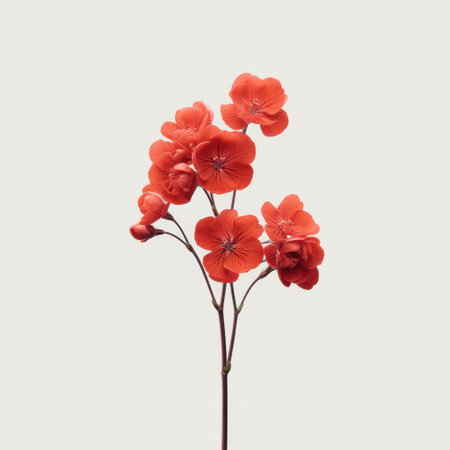A striking display of vibrant red flowers showcases their natural beauty against a minimalist background, ideal for enhancing home decor or botanical themes.の素材