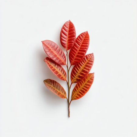 A stunning display of vibrant red leaves on a branch, showcasing intricate textures and tones. Perfect for design, decoration, or seasonal themes.の素材