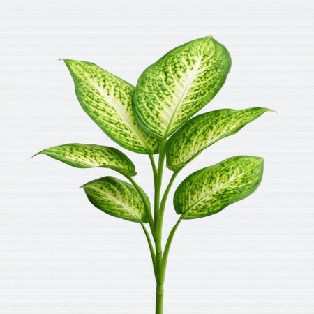 This image features a beautiful indoor plant with variegated green leaves set against a crisp white background, perfect for home decor and nature-themed projects.の素材