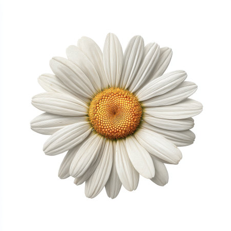 Stunning close-up of a white daisy flower showcasing its delicate petals and bright yellow center, perfect for adding a touch of nature to any project or design.の素材