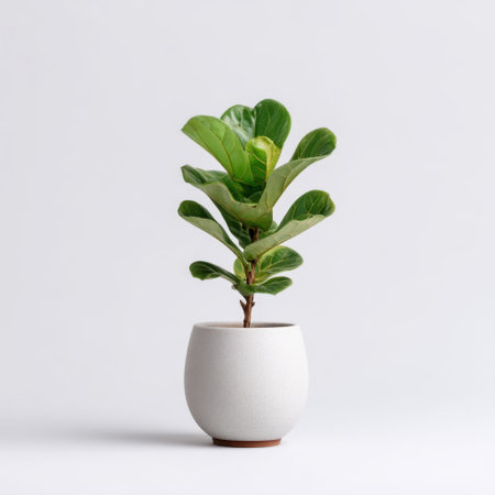 A minimalist image of a fiddle leaf fig plant in a modern white pot, showcasing lush green leaves ideal for enhancing indoor spaces and promoting a tranquil atmosphere.の素材
