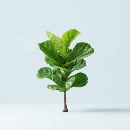 A beautifully arranged fiddle leaf fig plant showcases vibrant green leaves against a soft pastel background, perfect for enhancing a modern interior space's aesthetic appeal.の素材
