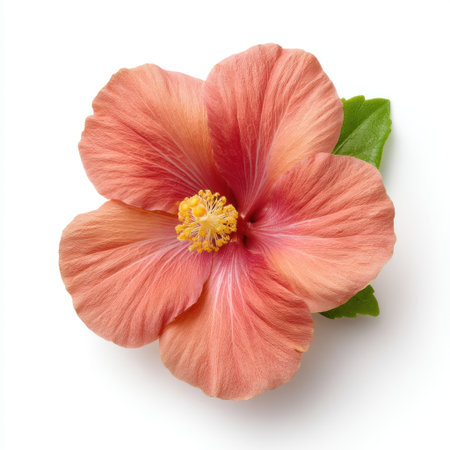 A stunning pink hibiscus flower showcases delicate petals and a vibrant yellow center, perfect for floral arrangements or as a natural beauty inspiration.の素材