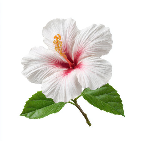 A stunning hibiscus flower displaying white petals with vibrant red accents, surrounded by lush green leaves. Perfect for nature, beauty, and garden visuals.の素材