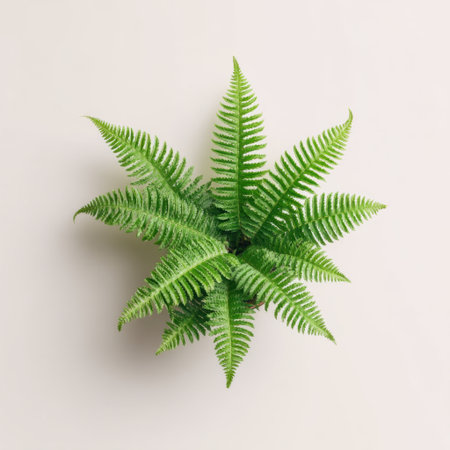 A vibrant green fern displayed against a soft cream background, showcasing its delicate leaves and enhancing the tranquility of indoor spaces with a natural touch.の素材