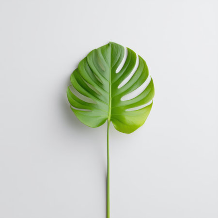 Single lush monstera leaf against a clean, minimalist background. This imagery evokes freshness and elegance, perfect for home decor and botanical inspirations.の素材
