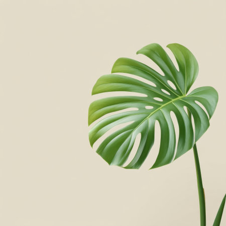 A striking monstera leaf displays its unique shape and rich green color against a soft, minimalist background, perfect for organic design and nature themes.の素材