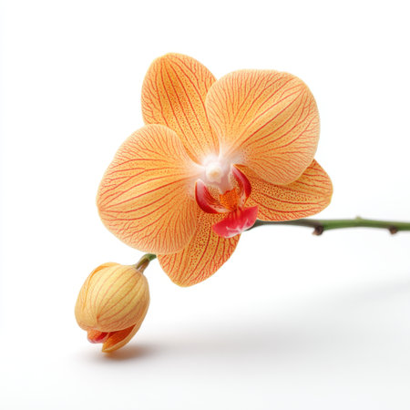 Stunning orange orchid bloom against a white background, capturing the intricate details and textures of its petals, perfect for floral design and nature-themed projects.の素材