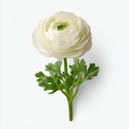 A stunning single white ranunculus flower featuring soft layers of petals and lush green leaves. Ideal for nature-themed projects and floral arrangements.の素材