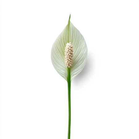 Explore the beauty of this elegant white flower with a unique texture. Its serene presence adds a touch of nature to minimalist spaces and artistic designs.の素材
