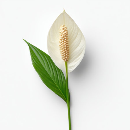 This image features a stunning peace lily flower with a vibrant green leaf, set against a minimalistic white background, perfect for promoting tranquility and beauty in any space.の素材