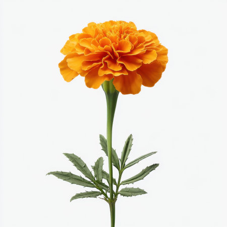 This vibrant marigold flower stands out with its bright orange petals and lush green leaves, perfect for showcasing the beauty of nature and floral aesthetics.の素材