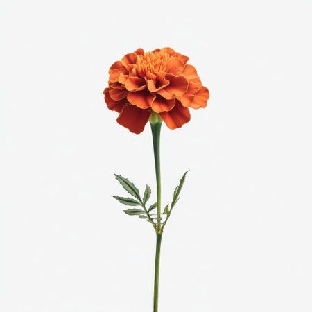 A stunning orange marigold flower standing tall with its green leaves against a crisp white background, ideal for floral designs and nature-inspired themes.の素材