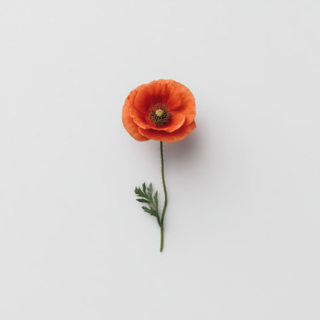 A stunning orange poppy flower emerges with a gentle grace, accompanied by a green leaf on a bright white backdrop, perfect for nature-themed designs or creative projects.の素材