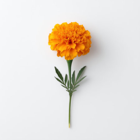 A captivating orange marigold flower with layered petals stands tall against a plain white background, showcasing nature's beauty and elegance in a minimalist style.の素材