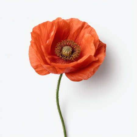 This stunning image captures a vibrant orange poppy flower with delicate petals and a vivid green stem, perfect for artistic and creative projects.の素材