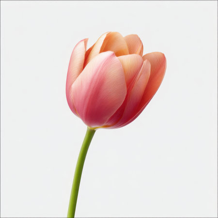 A stunning close-up of a pink and peach tulip stands elegantly against a white background, capturing the delicate details of its petals and stem.の素材