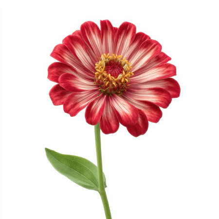 This stunning image features a vibrant red and white flower beautifully isolated, highlighting its intricate petals and natural beauty, ideal for floral themes.の素材