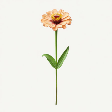 This stunning illustration features a single peach zinnia flower with a green stem and leaves. Ideal for nature-themed projects, this artwork radiates warmth and elegance.の素材