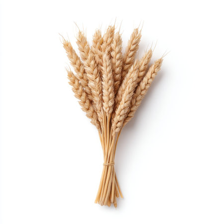 A beautiful bundle of golden wheat stems tied together, showcasing nature's harvest bounty. Ideal for themes related to agriculture, sustainability, and food production.の素材