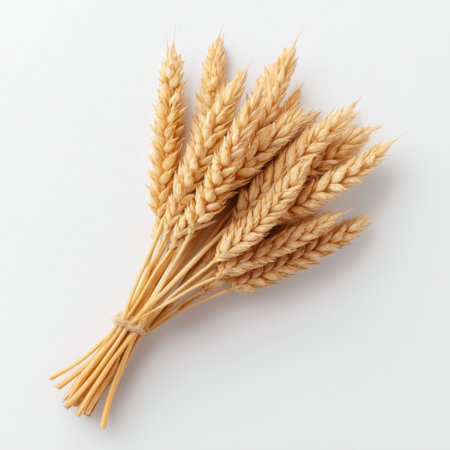 A beautifully arranged bundle of dried wheat stalks set against a clean white background, perfect for emphasizing agricultural themes and rustic decor in culinary contexts.の素材