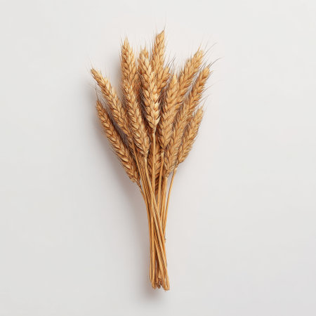 A beautiful arrangement of golden wheat stalks set against a minimalistic background. This image captures the essence of agriculture, harvest, and natural beauty.の素材