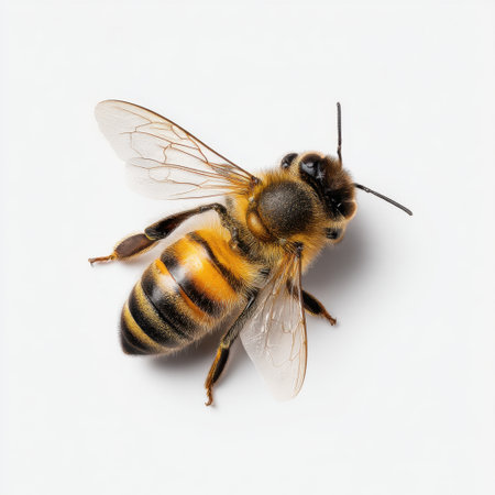 This stunning close-up image of a honey bee showcases the beauty of nature's pollinator. Detailing its wings, body, and textures, it highlights life in the ecosystem.の素材