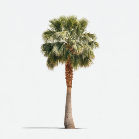 A stunning image of a lush green palm tree stands tall against a soft white background, symbolizing tropical landscapes and evoking feelings of tranquility and natural beauty.の素材