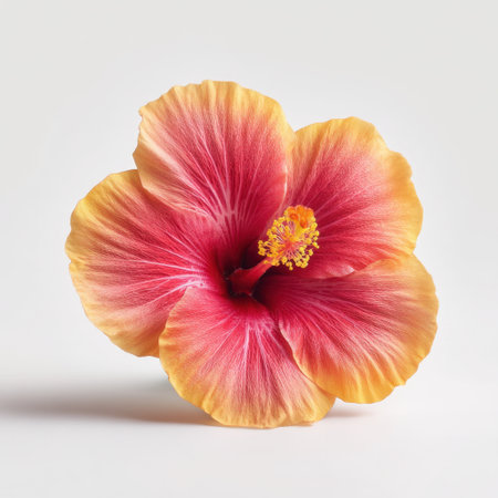 Bright and vibrant hibiscus flower showcasing rich pink and yellow hues with detailed petals and stamen. Perfect representation of nature's beauty and elegance.の素材