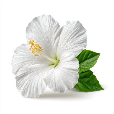A stunning white hibiscus flower on a clean white background, complemented by lush green leaves. Perfect for nature enthusiasts and floral art lovers.の素材