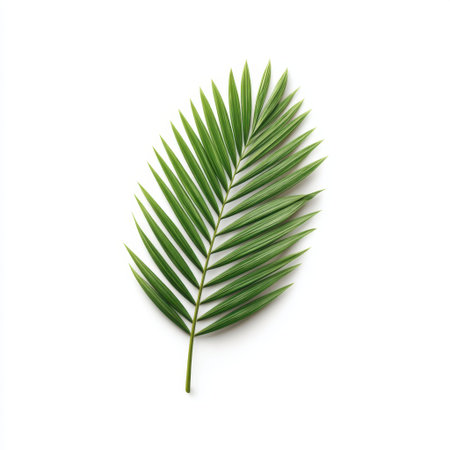 Bright green tropical palm leaf displayed against a clean white background, perfect for conveying freshness, nature, or a calming atmosphere in various design projects.の素材