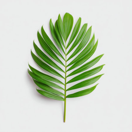 A vibrant green palm leaf rests on a white background, highlighting its intricate details. Ideal for nature-inspired designs or botanical projects, offering a fresh and organic touch.の素材