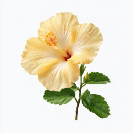 This stunning image features a yellow hibiscus flower with lush green leaves, embodying the beauty of nature and perfect for floral-themed projects or gardening inspiration.の素材