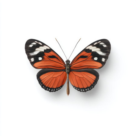 This captivating image features a stunning orange and black butterfly displayed against a clean white background, highlighting its intricate patterns and delicate beauty.の素材