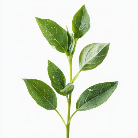 A captivating close-up of a green branch with fresh leaves adorned with water drops, perfect for showcasing the beauty of nature and promoting eco-friendly aesthetics.の素材