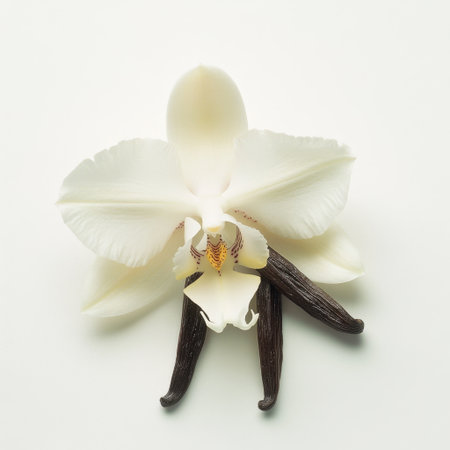 Stunning white orchid combined with vanilla pods creates a symbol of elegance and beauty. Ideal for nature, culinary, and wellness-related projects.の素材
