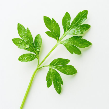 A single stem of a fresh green herb adorned with water droplets showcases its vibrant leaves. Ideal for culinary designs or highlighting healthy lifestyles.の素材