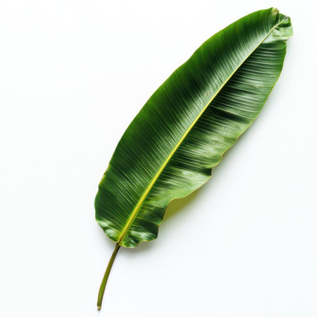 A striking large tropical green leaf is showcased against a pristine white background, perfect for conveying freshness, nature, and organic aesthetics in various designs.の素材