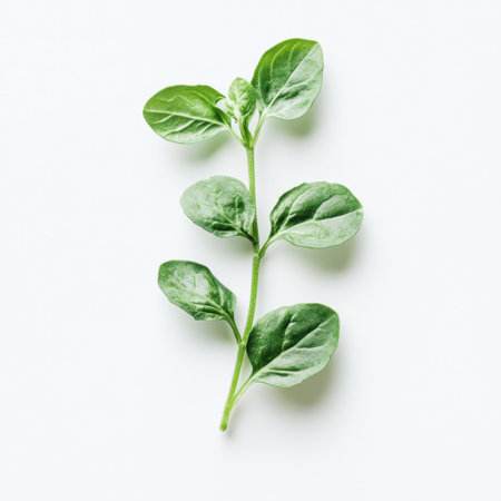 Discover a vibrant green herb sprig showcasing its fresh leaves and natural texture. Perfect for culinary and wellness imagery related to healthy living and cooking.の素材