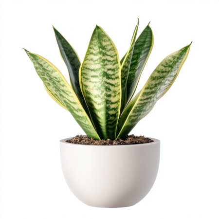 This vibrant green plant features striking striped leaves in a sleek white pot, perfect for enhancing any indoor space with a touch of nature and tranquility.の素材