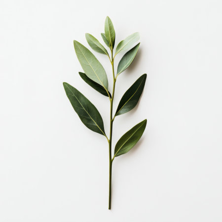 A stunning leafy stem featuring various shades of green against a clean white backdrop, ideal for nature-themed projects and promoting a fresh, organic feel.の素材