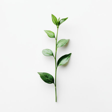A vibrant green leafy stem with fresh leaves on a clean white background, showcasing the beauty of nature and ideal for botanical and design-themed projects.の素材