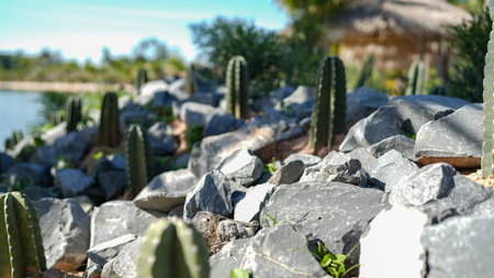 Focus on diverse cacti nestled among rugged stones by a tranquil water body, showcasing the beauty of nature and the calming essence of outdoor landscapes.の写真素材