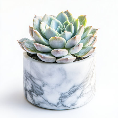 A stunning succulent plant presented in a chic white marble pot, ideal for enhancing any living space or workspace with a touch of natural beauty and elegance.の素材