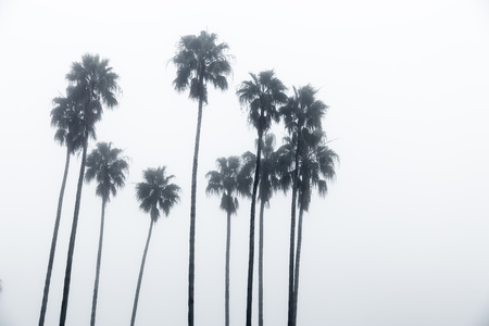 A circle of palm trees in the fogの写真素材