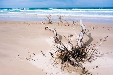 Beach woodの写真素材