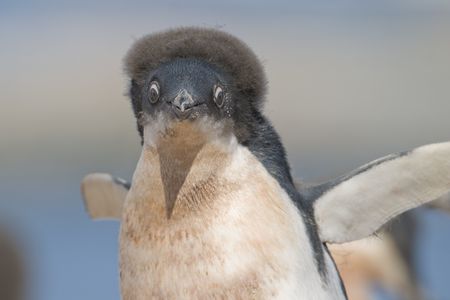 a molting juvenile Adelie Penguin (Pygoscelis adeliae) with 'crazy hair' at a colony on Yalour Island, Antarctic Peninsula, Antarctica. © Hal Brindley .comの写真素材