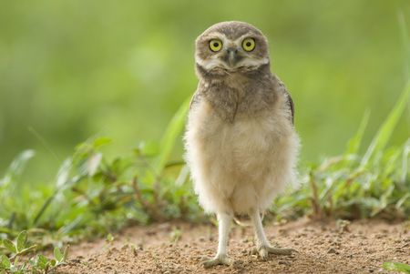juvenile Burrowing Owl (Athene cunicularia) staning on the ground in Palmital, western Brazil, by Hal Brindleyの写真素材